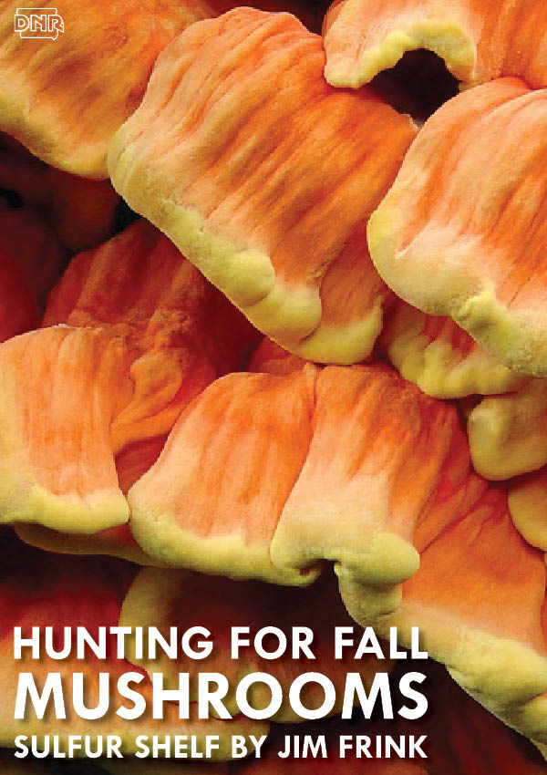 Sulfur shelf: On the hunt for fall mushrooms | Iowa DNR